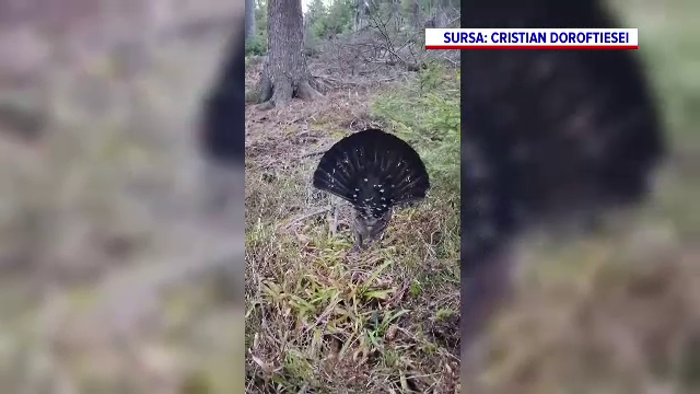 Apariție rară într-o pădure din Bucovina. Ce au filmat câțiva turiști | VIDEO