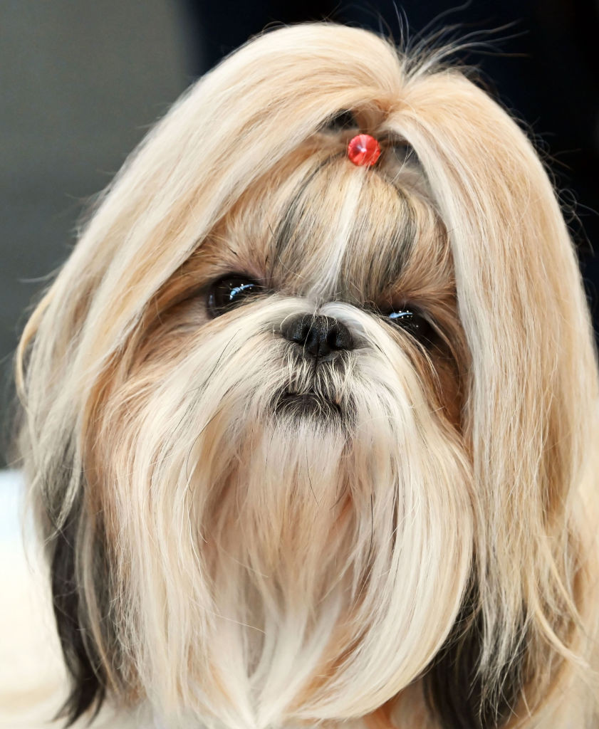 shih tzu