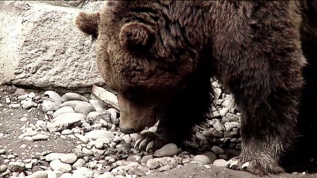 O turistă din Spania a fost mușcată de mână de un urs, la barajul Vidraru. Este al treilea atac în 24 de ore în zonă
