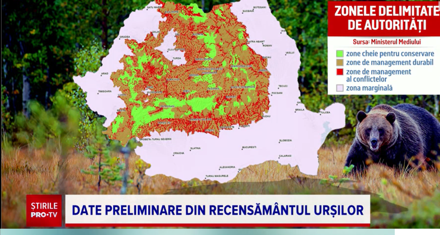 România are o populație de urși de trei ori mai mare decât nivelul optim, afirmă, preliminar, Ministrul Mediului