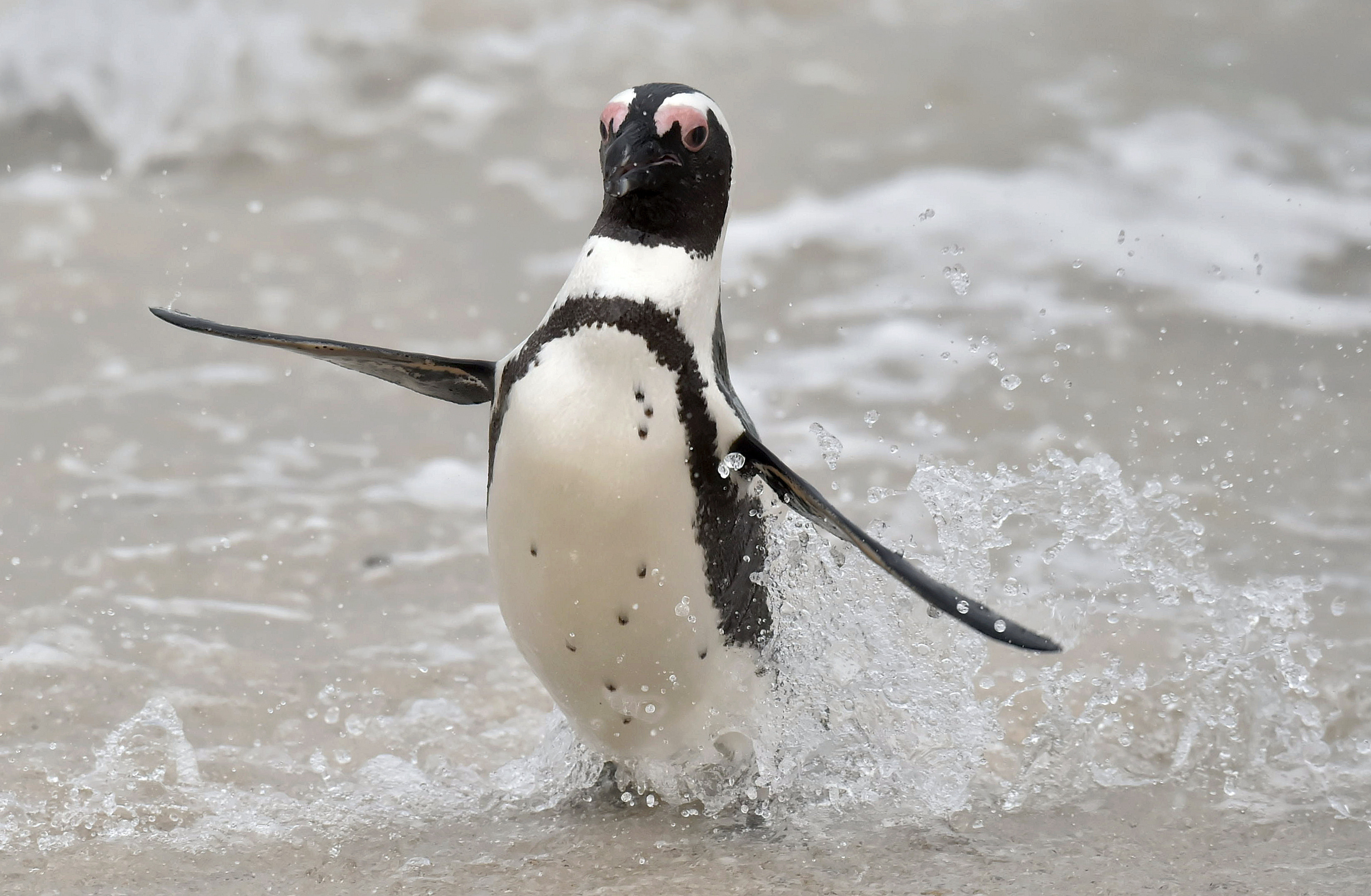 Un elicopter s-a prăbușit din cauza unui pinguin. Cum a reușit simpatica pasăre să-l ”anihileze” pe pilot