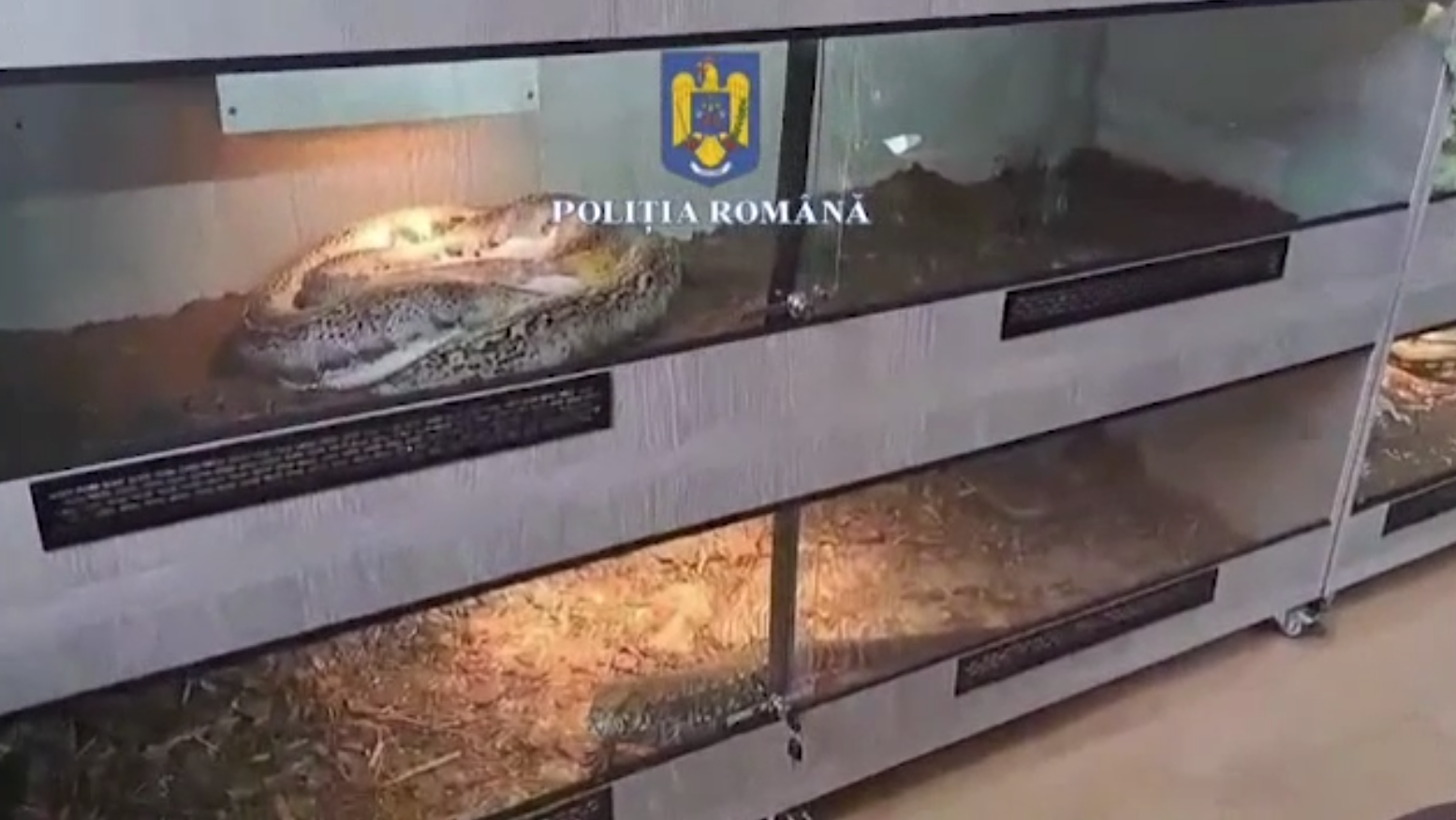 O adevărată grădină zoologică, descoperită în casa unui bărbat din Ploiești. Peste 150 de exemplare exotice se aflau acolo