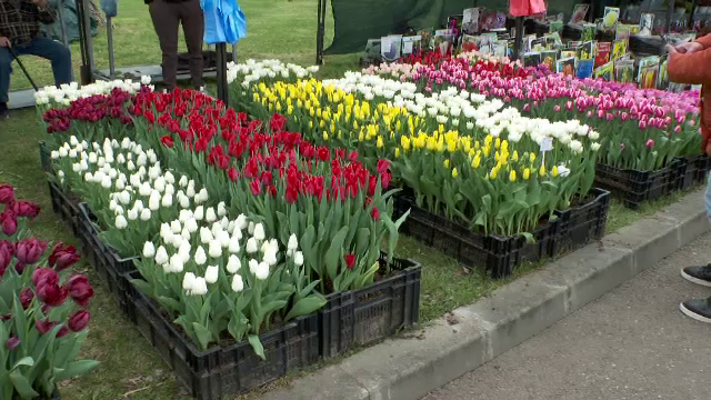 A început Simfonia Lalelelor la Pitești. Zeci de mii de flori au făcut paradă în centrul orașului. „Extraordinară este”