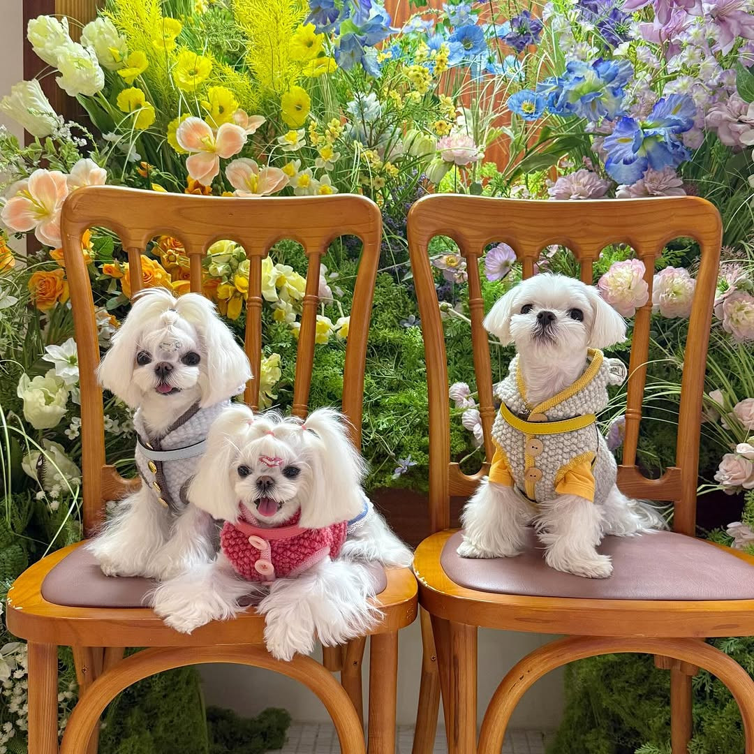 O femeie din China a cheltuit 280.000 de dolari pe haine și accesorii pentru câinii săi. GALERIE FOTO