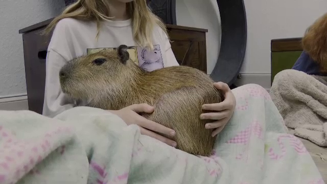 Clienții unei cafenele din SUA pot mângâia animale timp de o oră pentru 99 de $. Rezervările se fac cu multe luni în avans