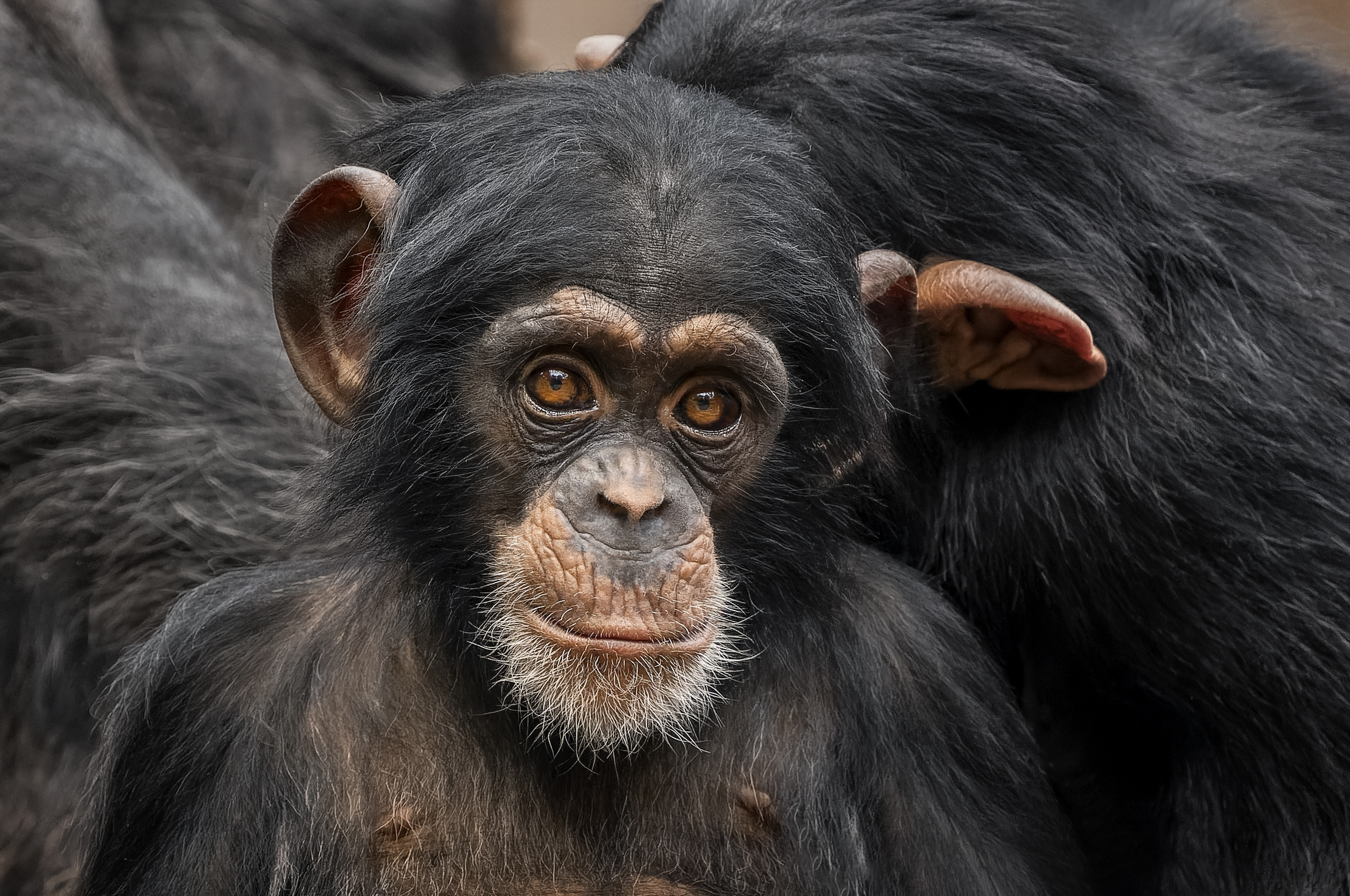 Val de reacții din partea iubitorilor de animale, după ce o grădină zoologică din China a împletit părul unui cimpanzeu
