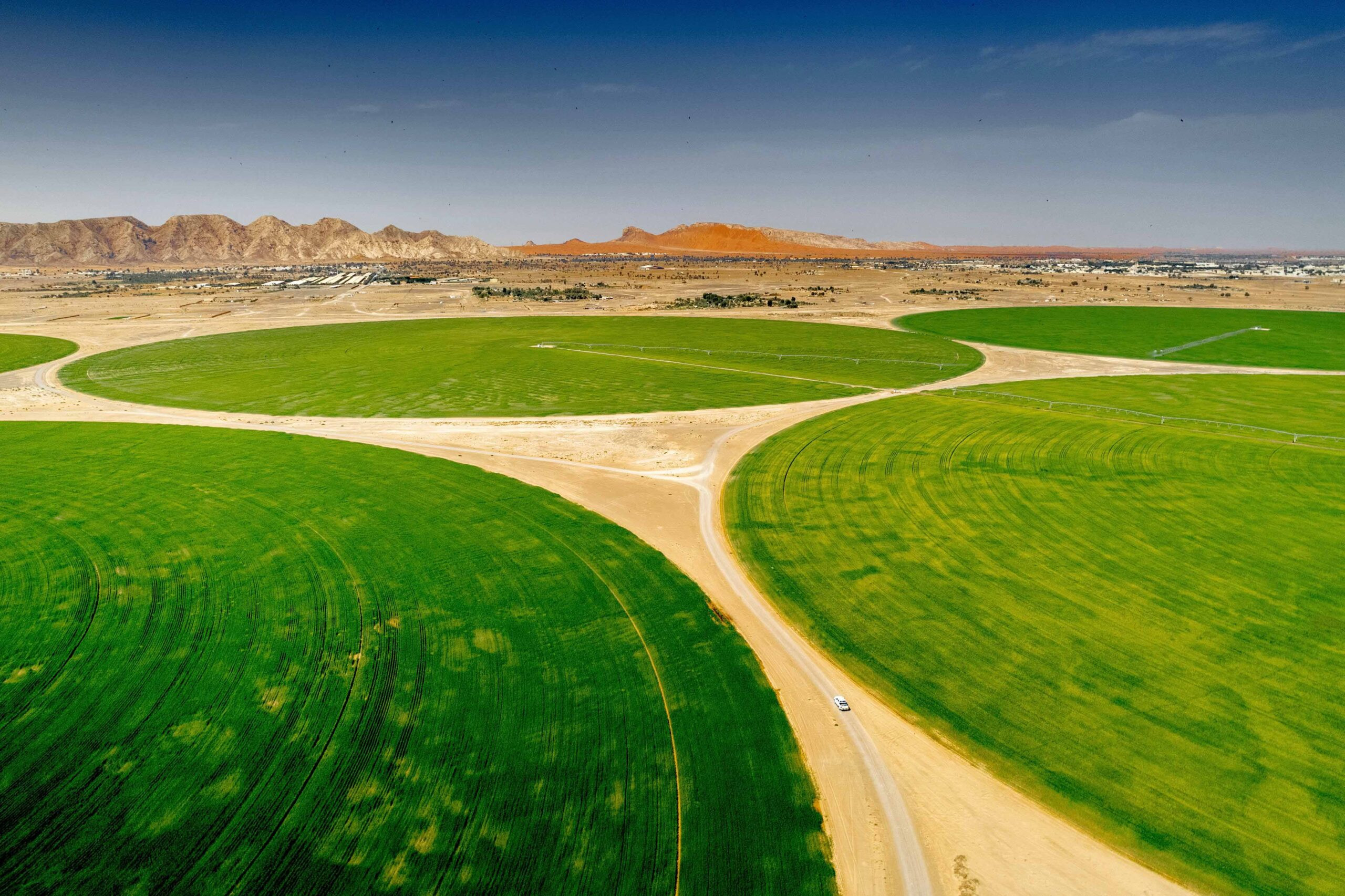 Arabii au creat grâul care crește în deșert. Se dezvoltă la peste 50 °C și este cel mai nutritiv din lume | FOTO