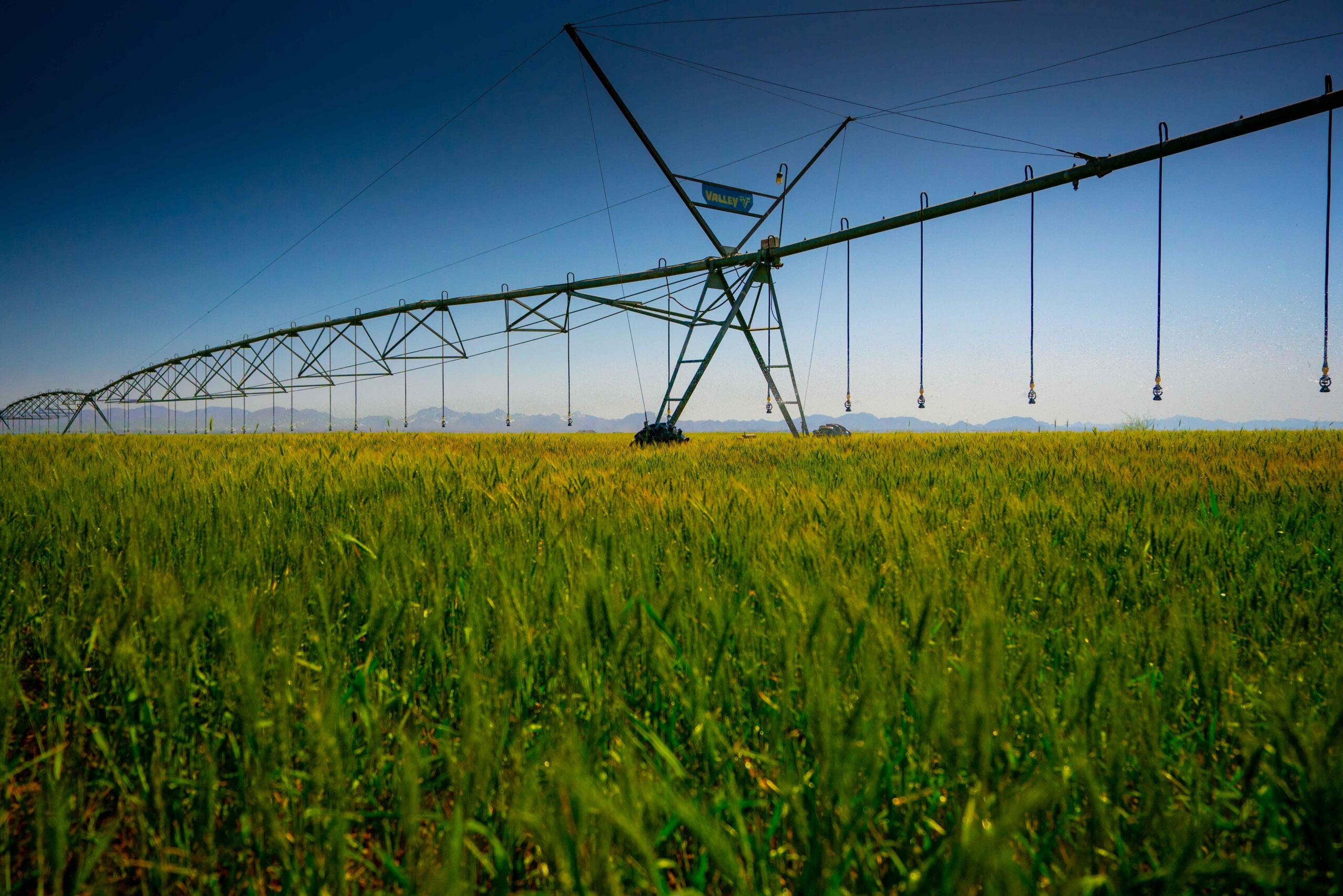 De ce au modificat oamenii de știință bacterii pentru a face solul și culturile să „strălucească” în culori diferite