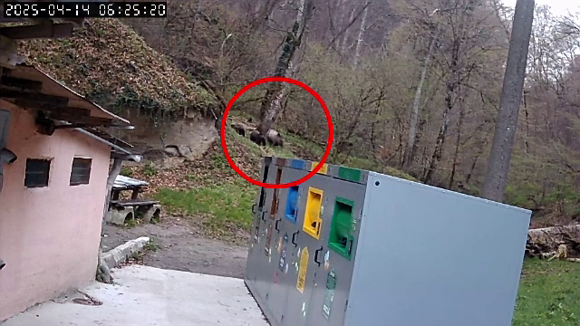 Motivul pentru care ursoaica cu cei trei pui nu se dau duși din Sighișoara, chiar dacă sunt mereu alungați. ”Ar fi o idee”