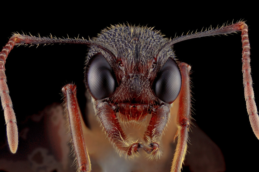 Contrabandiștii de furnici au ajuns în fața unui judecător. „Am făcut-o din prostie”