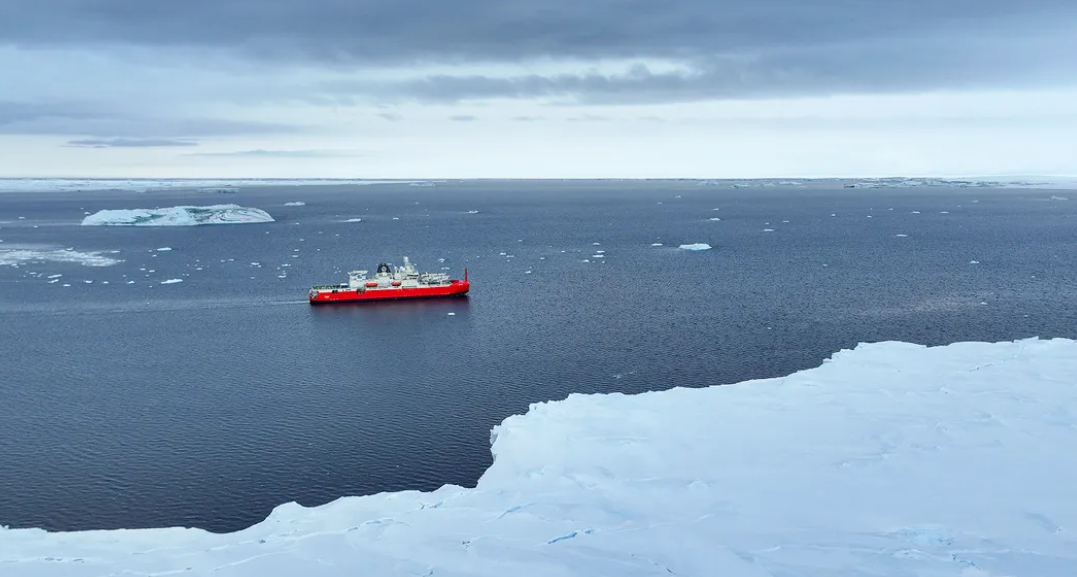 Creaturi bizare găsite de cercetători pe fundul Oceanului Antarctic. Ce spun oamenii de știință despre „purcelul de mare”