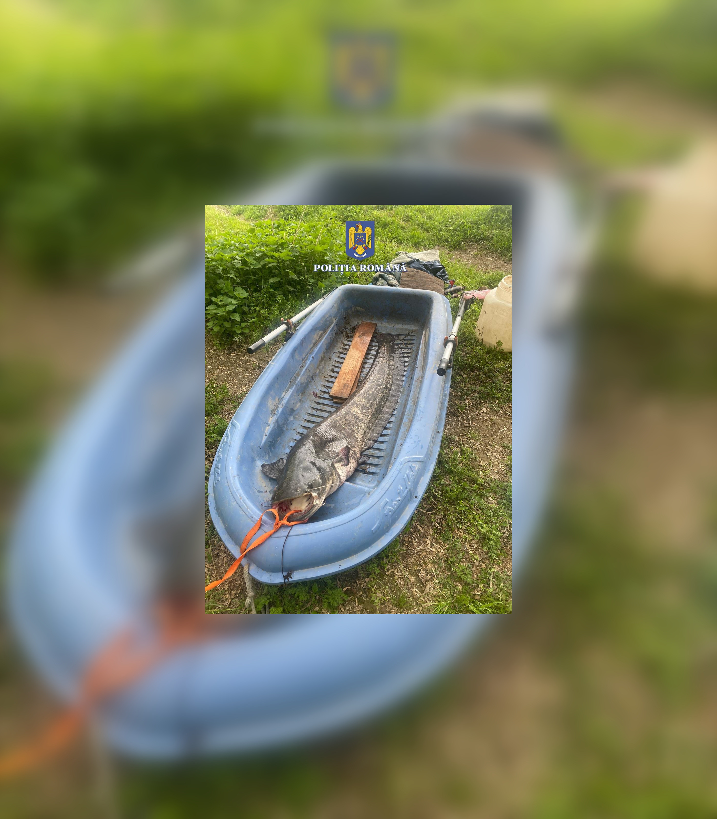 Un bărbat din Arad a primit o amendă uriașă după ce a prins un somn de 40 de kilograme pe râul Mureș