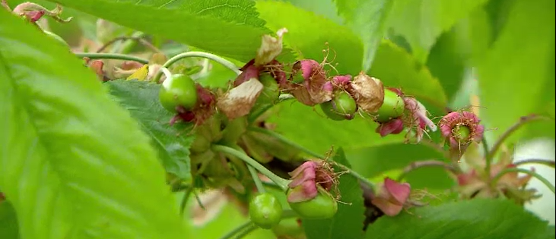 Cireșele de mai, în pericol din cauza vremii. Fructele abia formate au fost distruse. Agricultorii ar putea fi despăgubiți