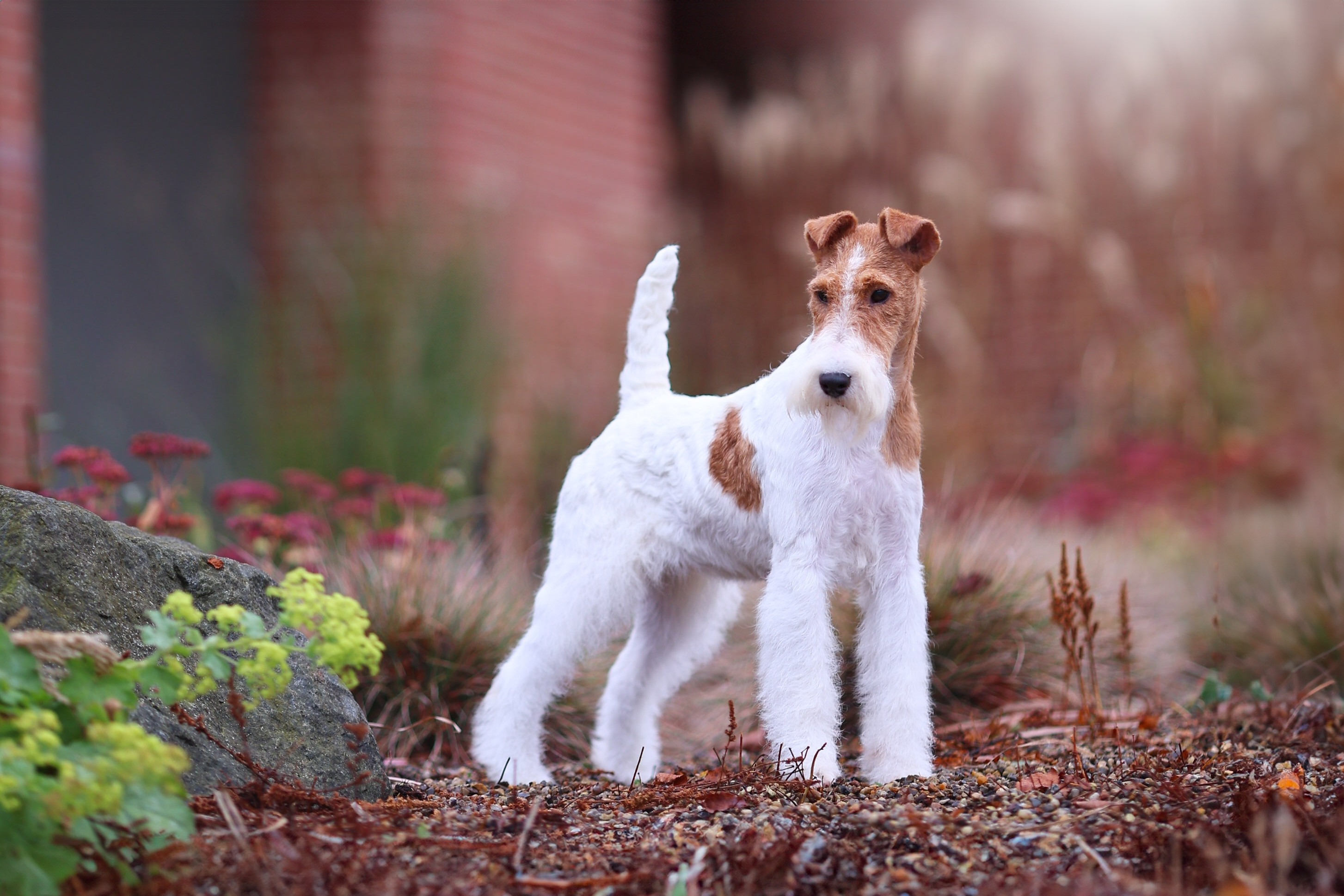 Fox Terrier - tot ce trebuie să știi despre această rasă: îngrijire, alimentație și exercițiu