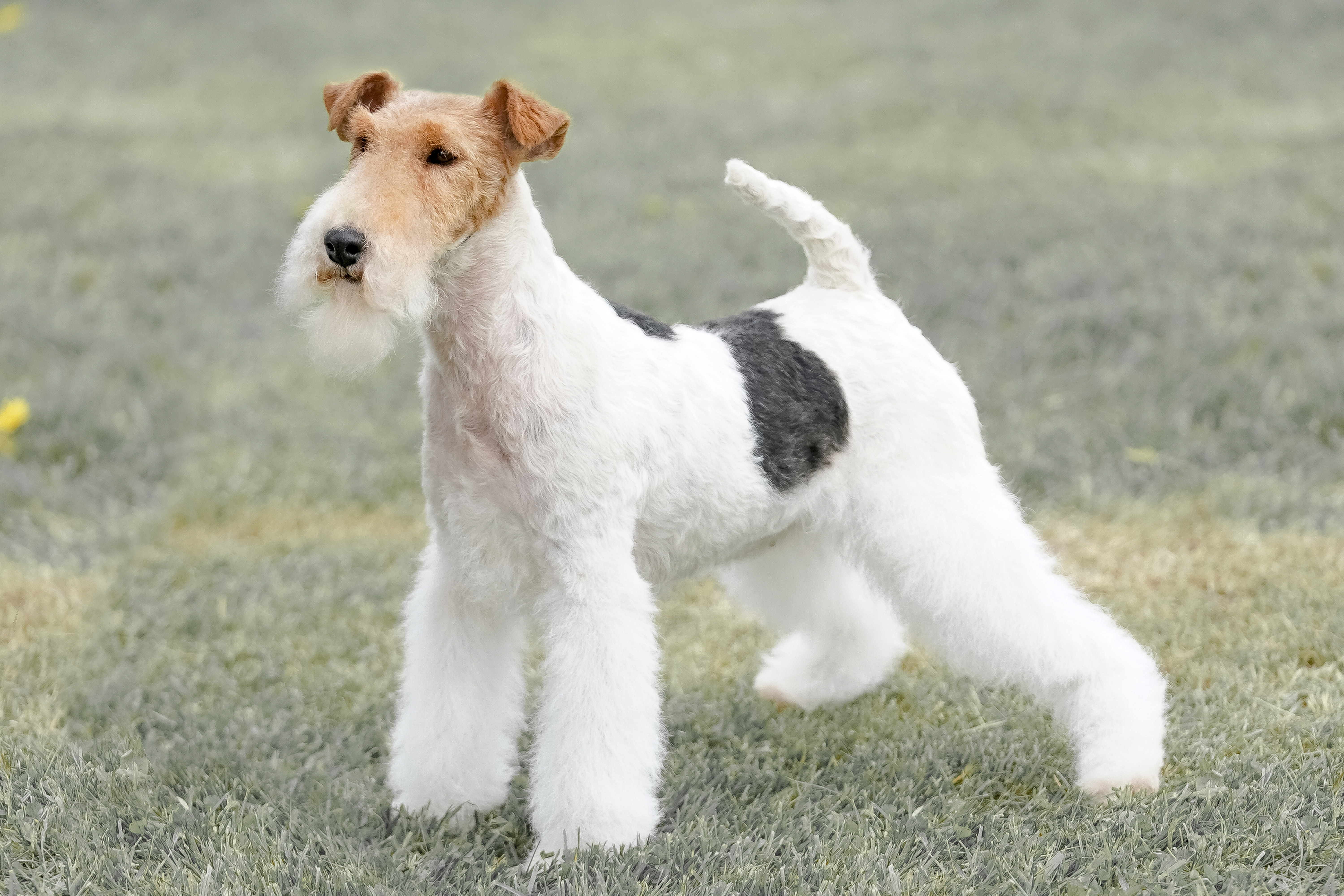 Fox Terrier