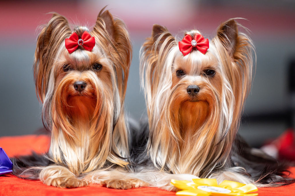 Yorkshire Terrier - tot ce trebuie să știi despre această rasă de câine și nevoile sale