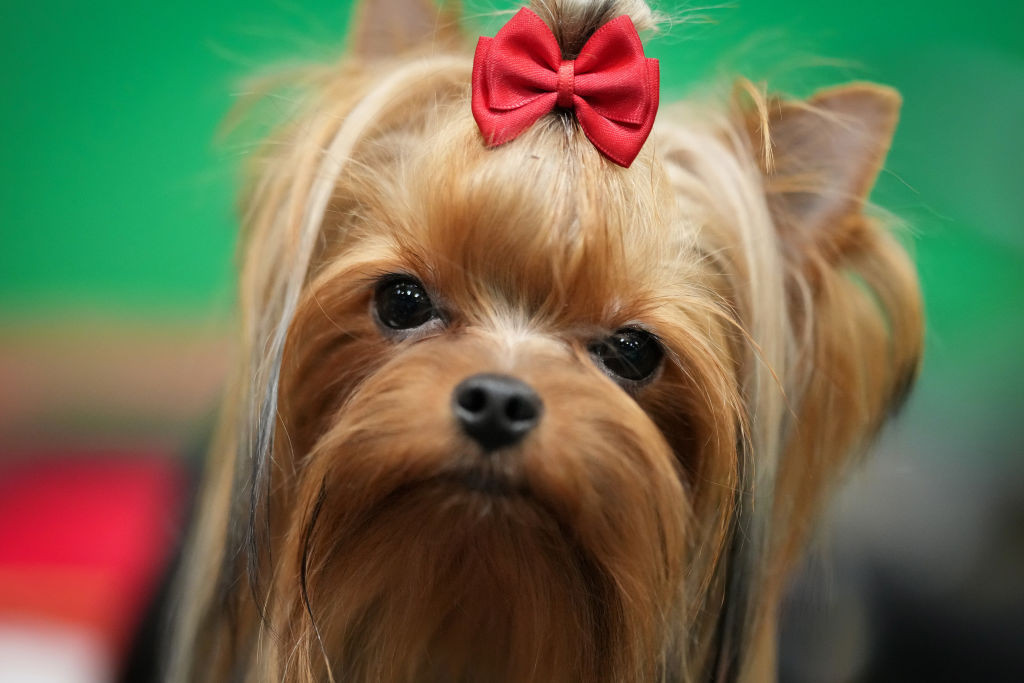 Yorkshire Terrier