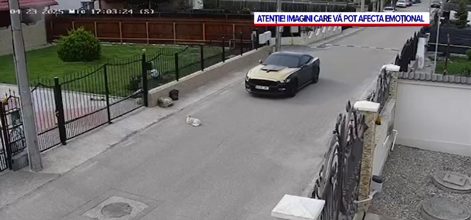 Un șofer din Argeș riscă ani de pușcărie, după ce a călcat o cățelușă cu mașina, deși strada era liberă