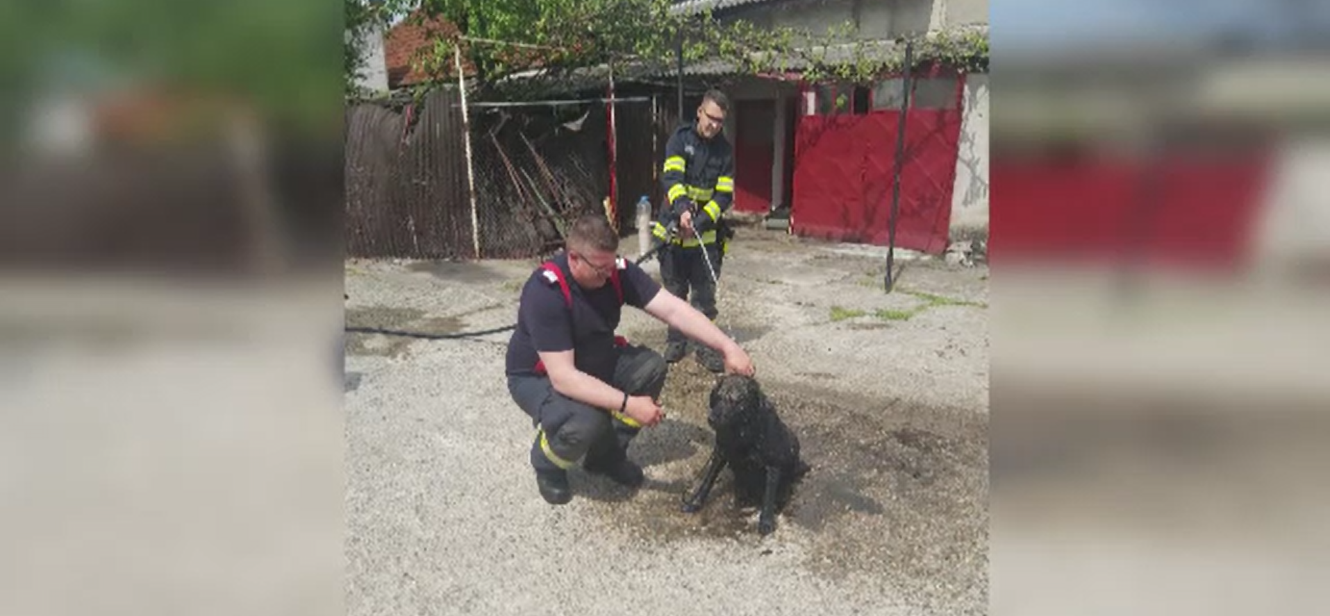 Doi căței au fost salvați de pompieri, în Hunedoara. Unde au fost găsite animalele