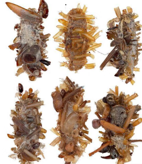 Omida &bdquo;colecţionară de oase&rdquo; din Hawaii