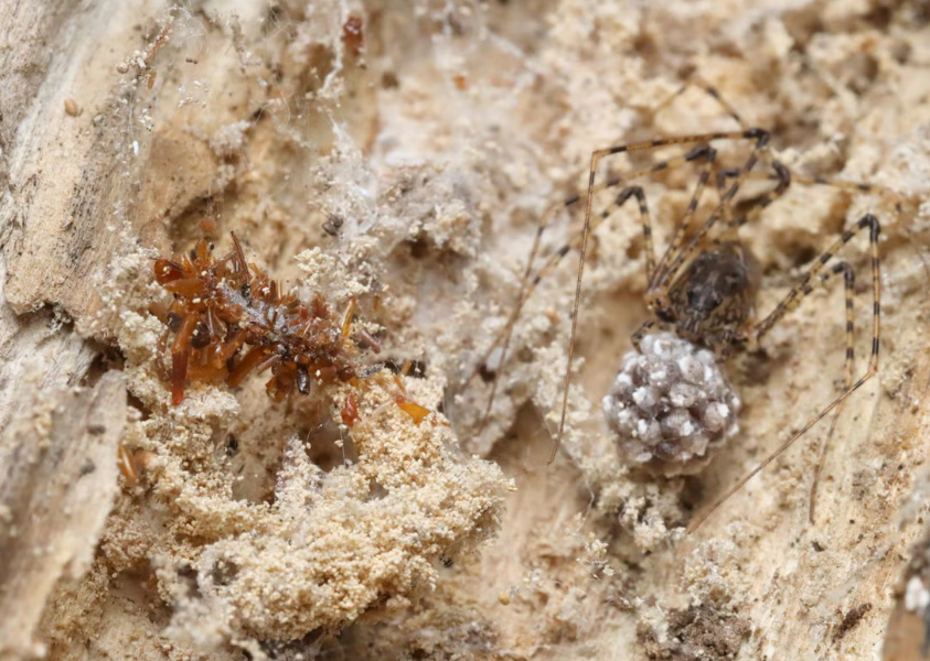 Omida &bdquo;colecţionară de oase&rdquo; din Hawaii