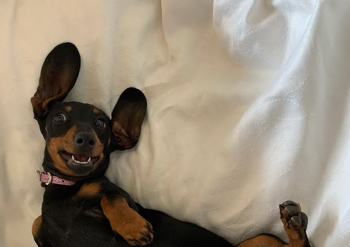 Miracol în cazul unui teckel pitic pierdut în sălbăticie. Unde a fost găsită cătelușa după mai de bine de un an