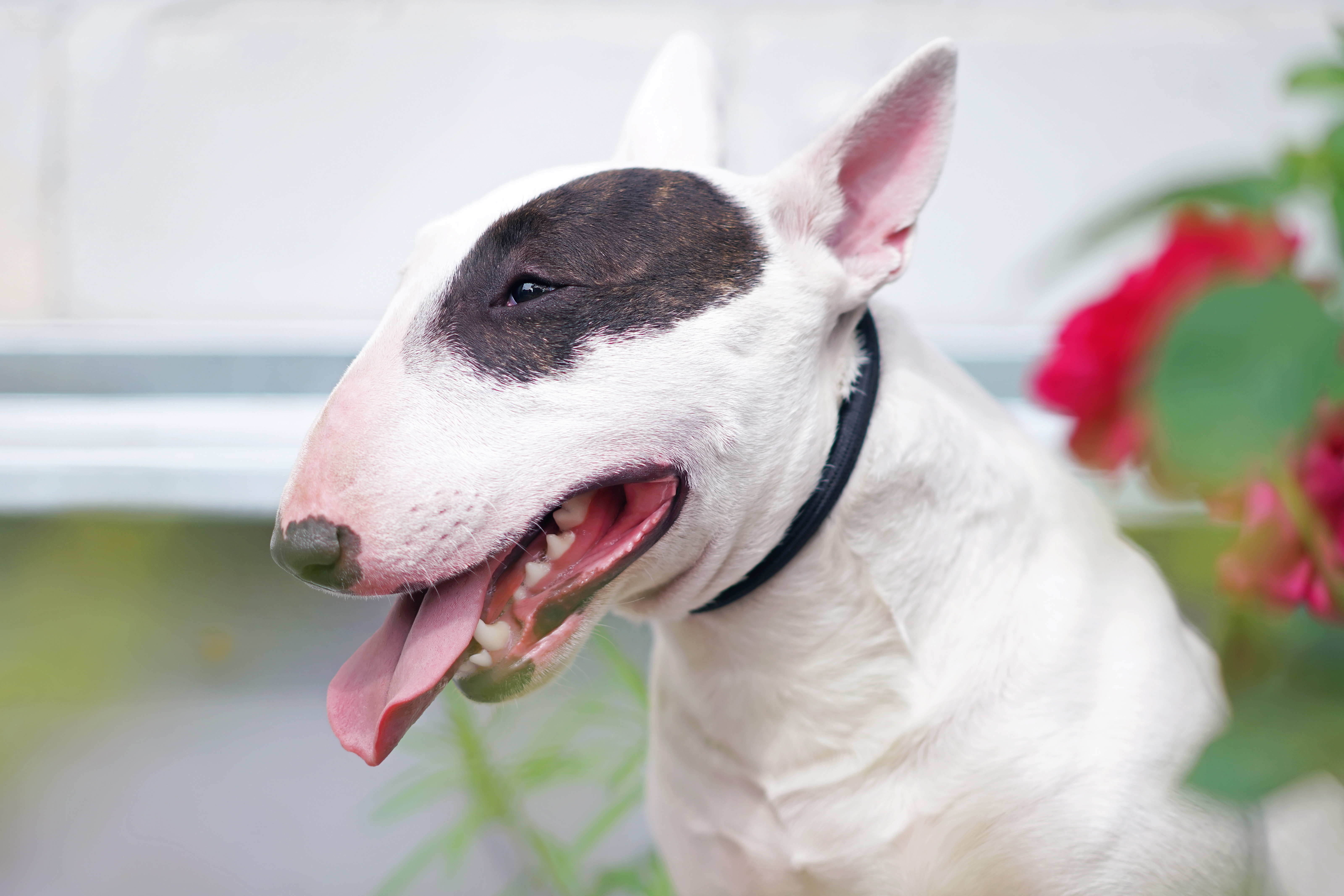 Bull Terrier - temperament, îngrijire și informații esențiale despre această rasă unică