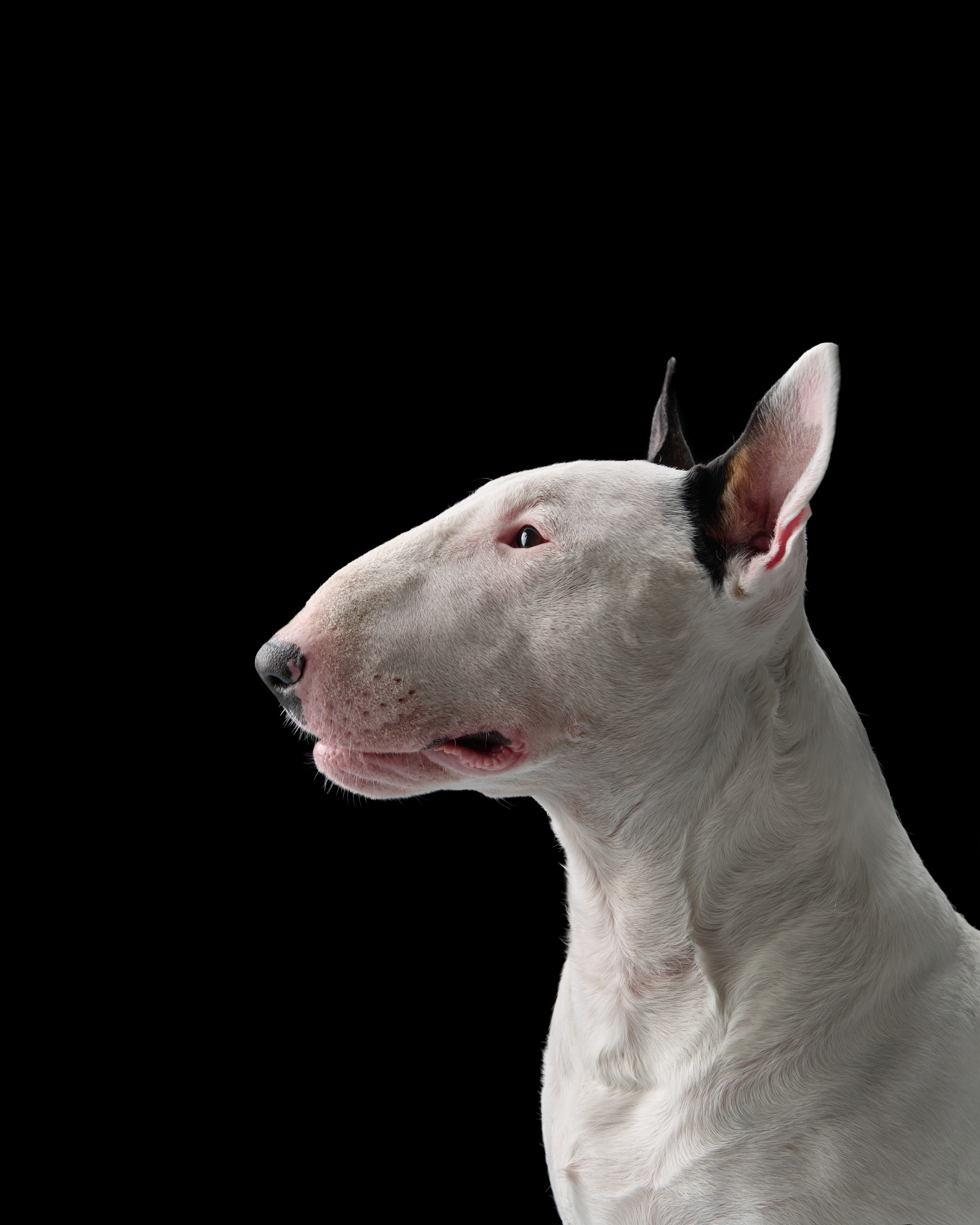 Bull Terrier