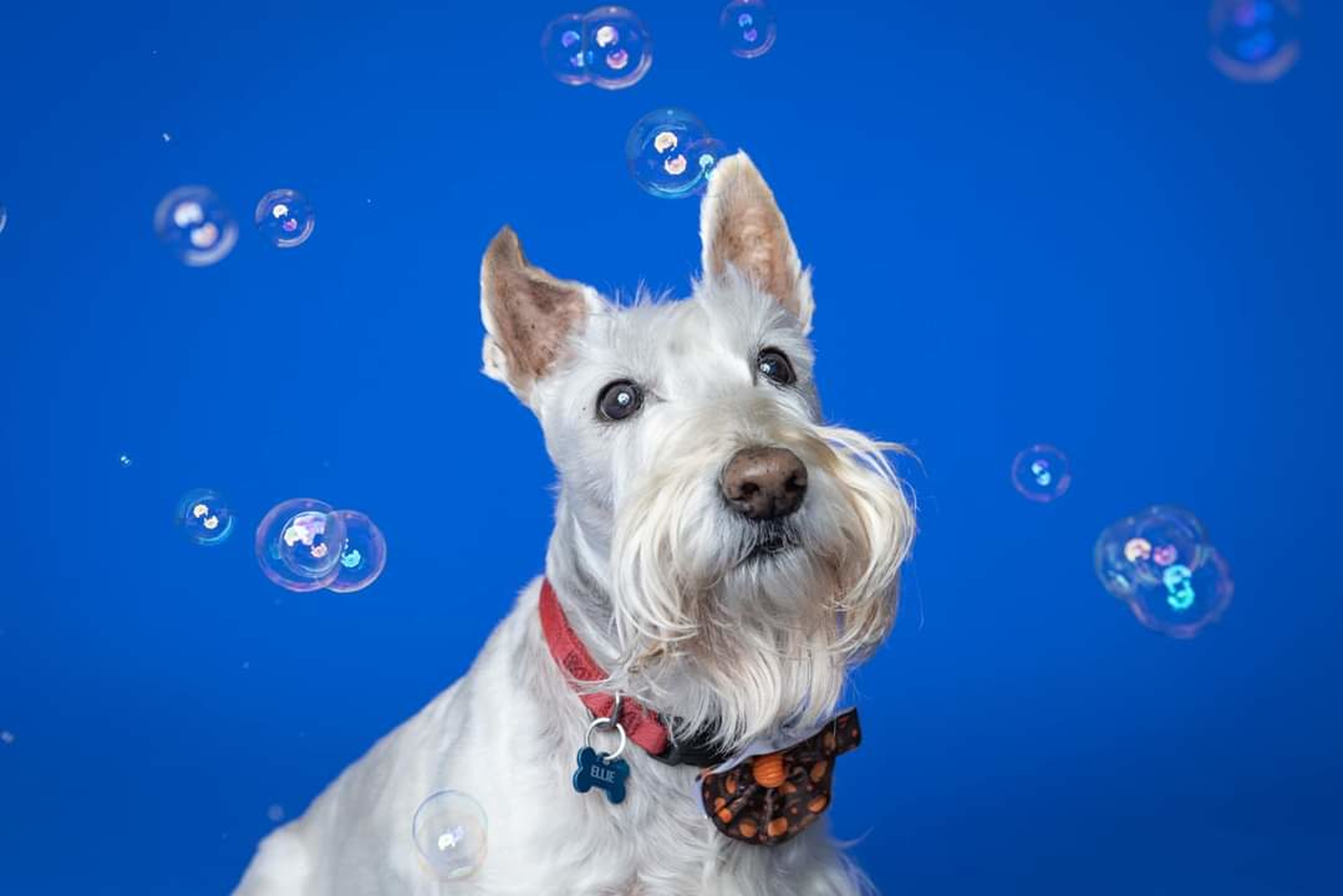 Scottish Terrier - ce necesități are și cum trebuie îngrijit. Totul despre această rasă