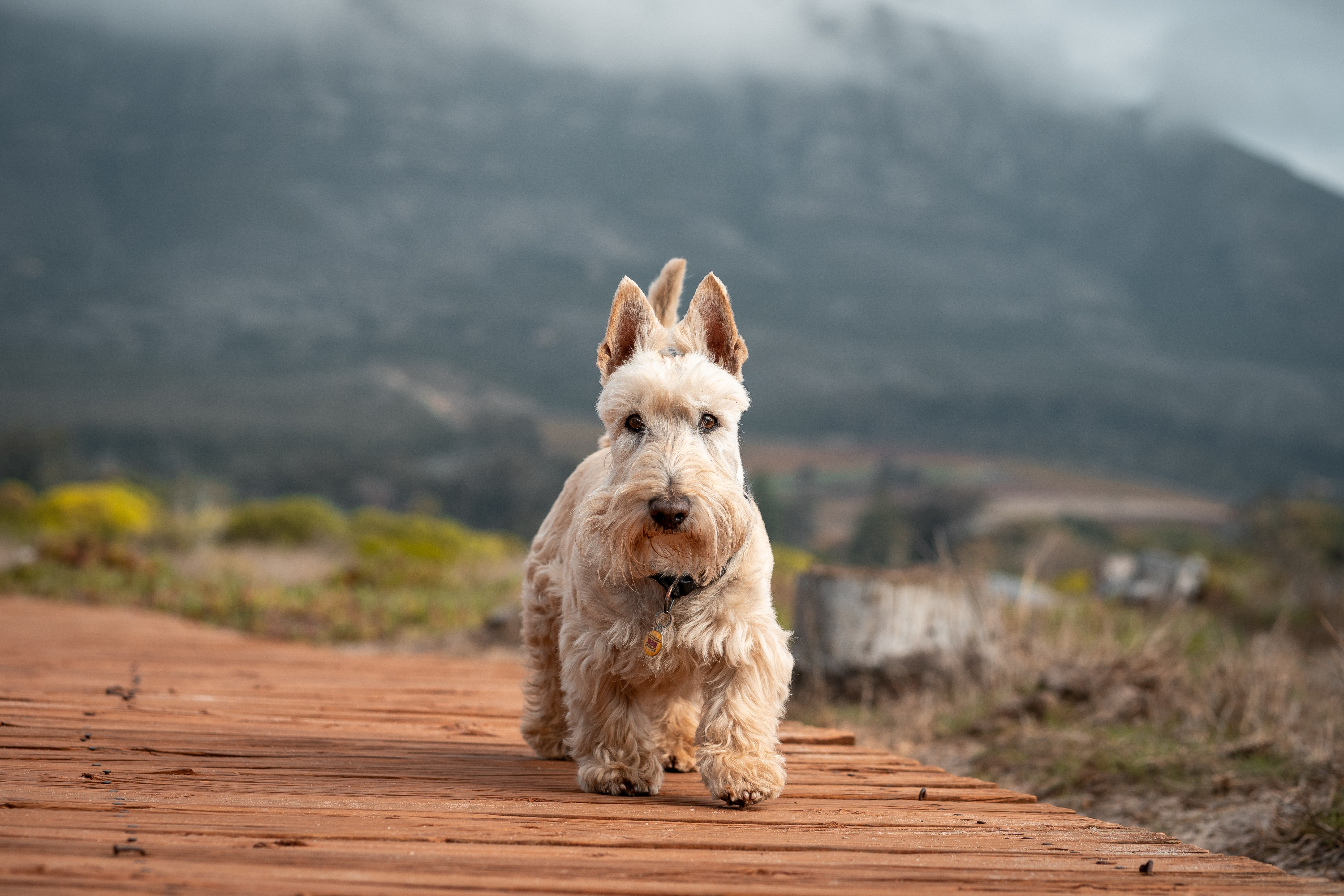 Scottish Terrier