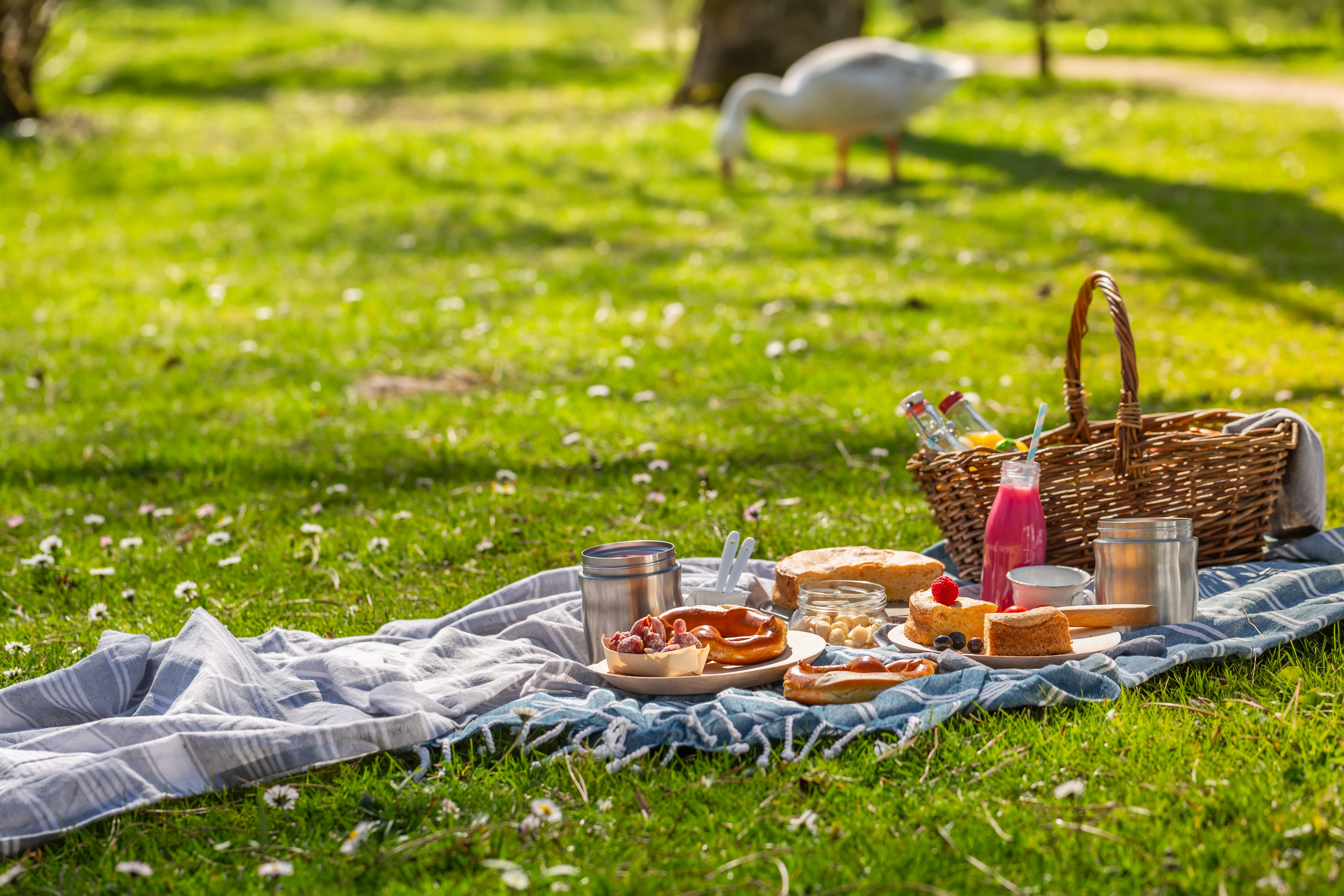 picnic / iarba verde