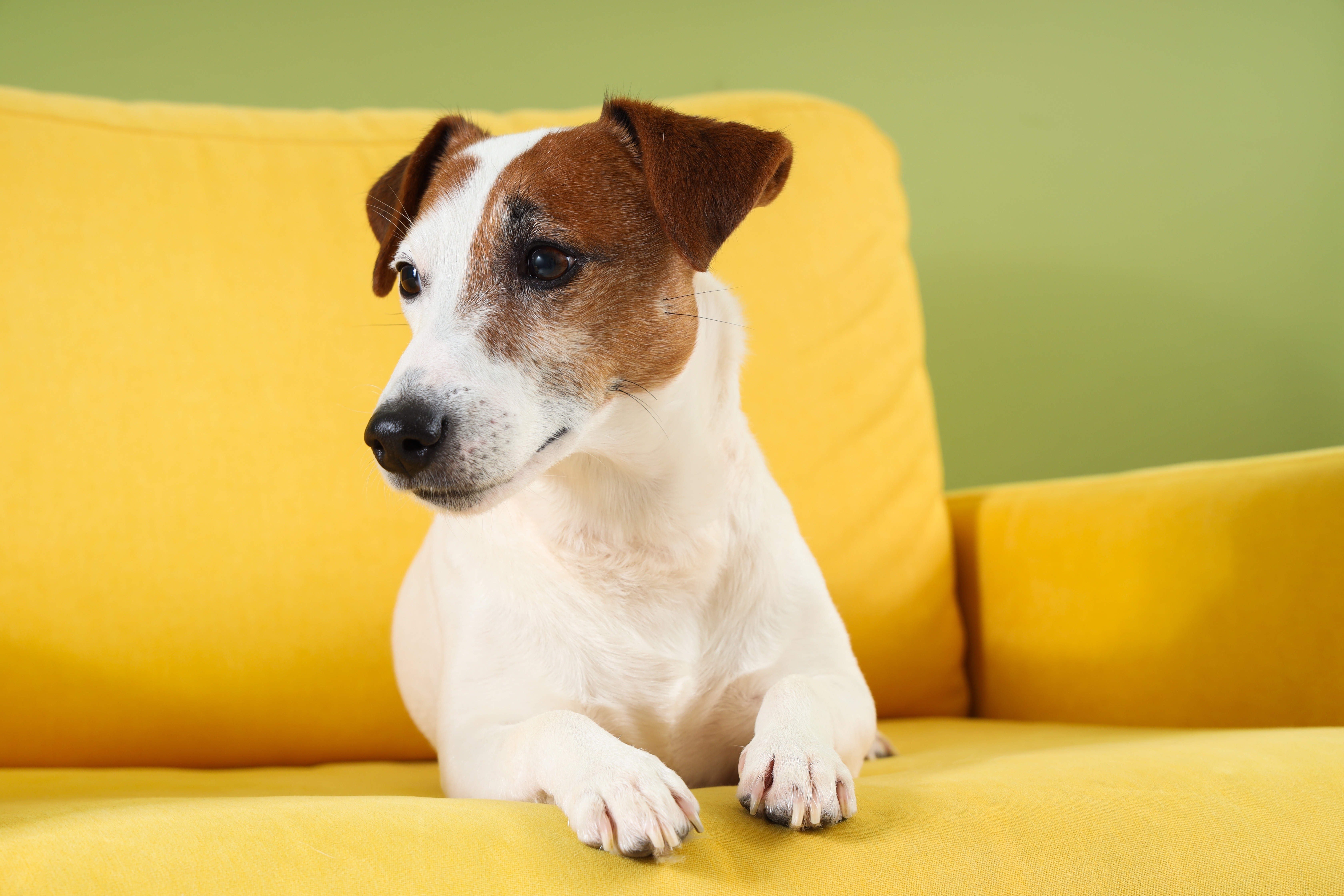 Jack Russel Terrier - tot ce trebuie să știi despre această rasă de câini