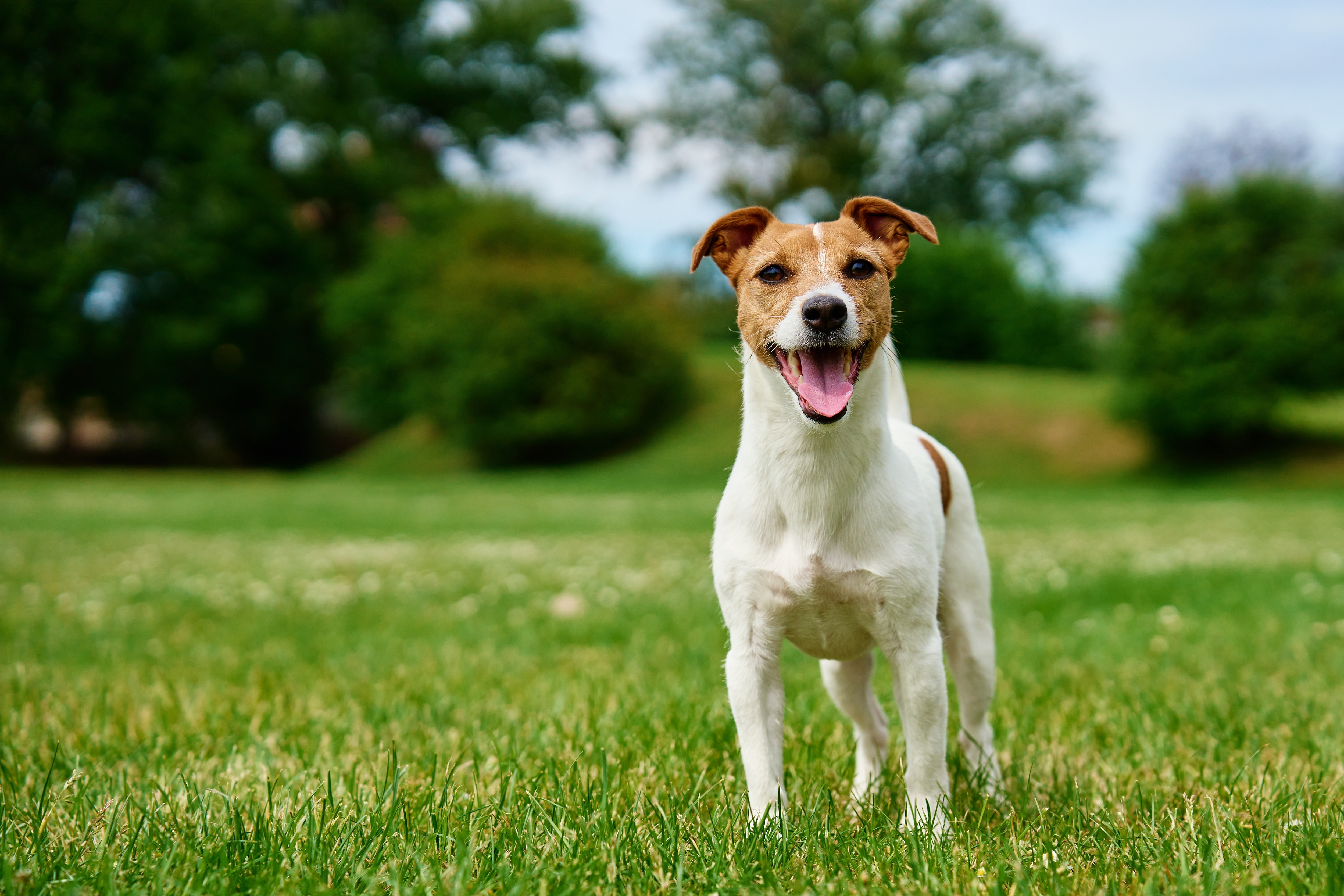 Jack Russel Terrier