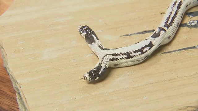 Un șarpe cu două capete este atracția unui magazin din California. Anomalia apare o dată la 100.000 de nașteri