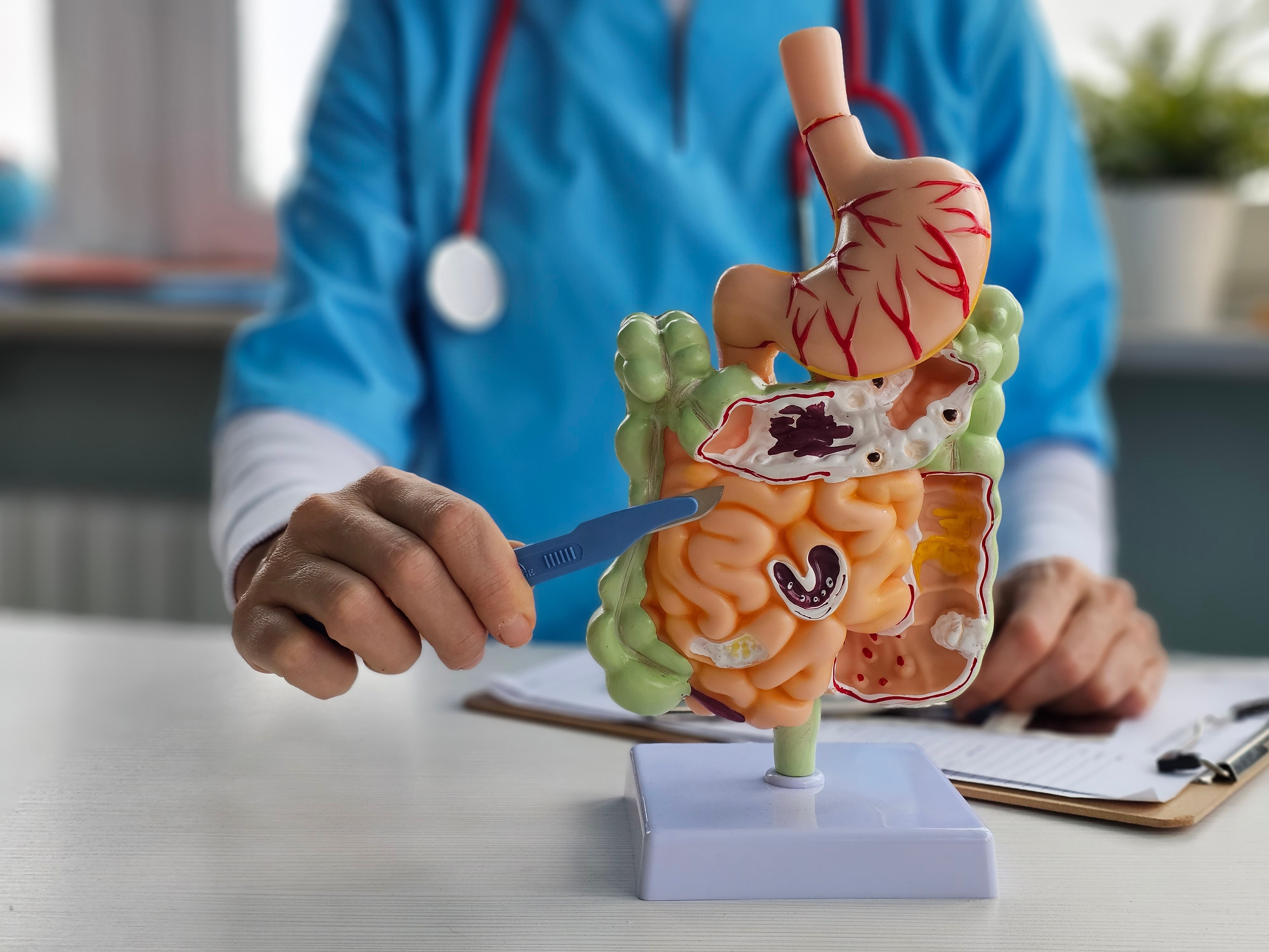 Cum ne ajută sistemul imunitar exercițiile fizice, în special cele de forță, să luptăm împotriva bacteriilor intestinale