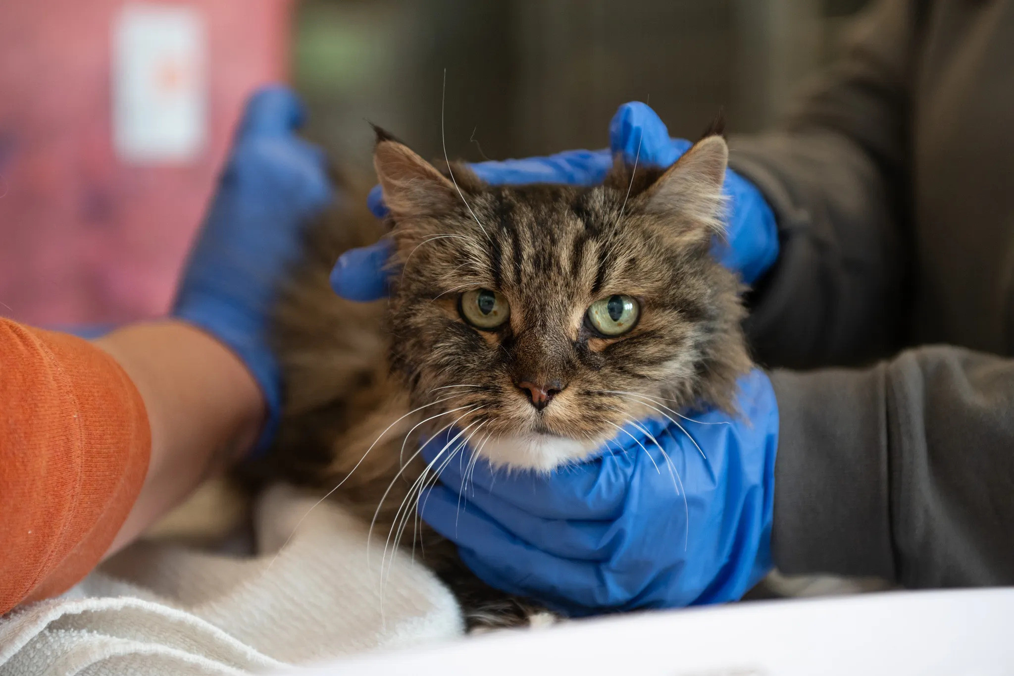 Un centru de urgențe veterinare și adopții va fi construit în Sectorul 3. Investiția este de peste 7,6 milioane lei