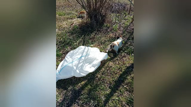 Pedeapsa primită de un bărbat din Suceava, filmat când a abandonat pe marginea drumului două pisicuțe
