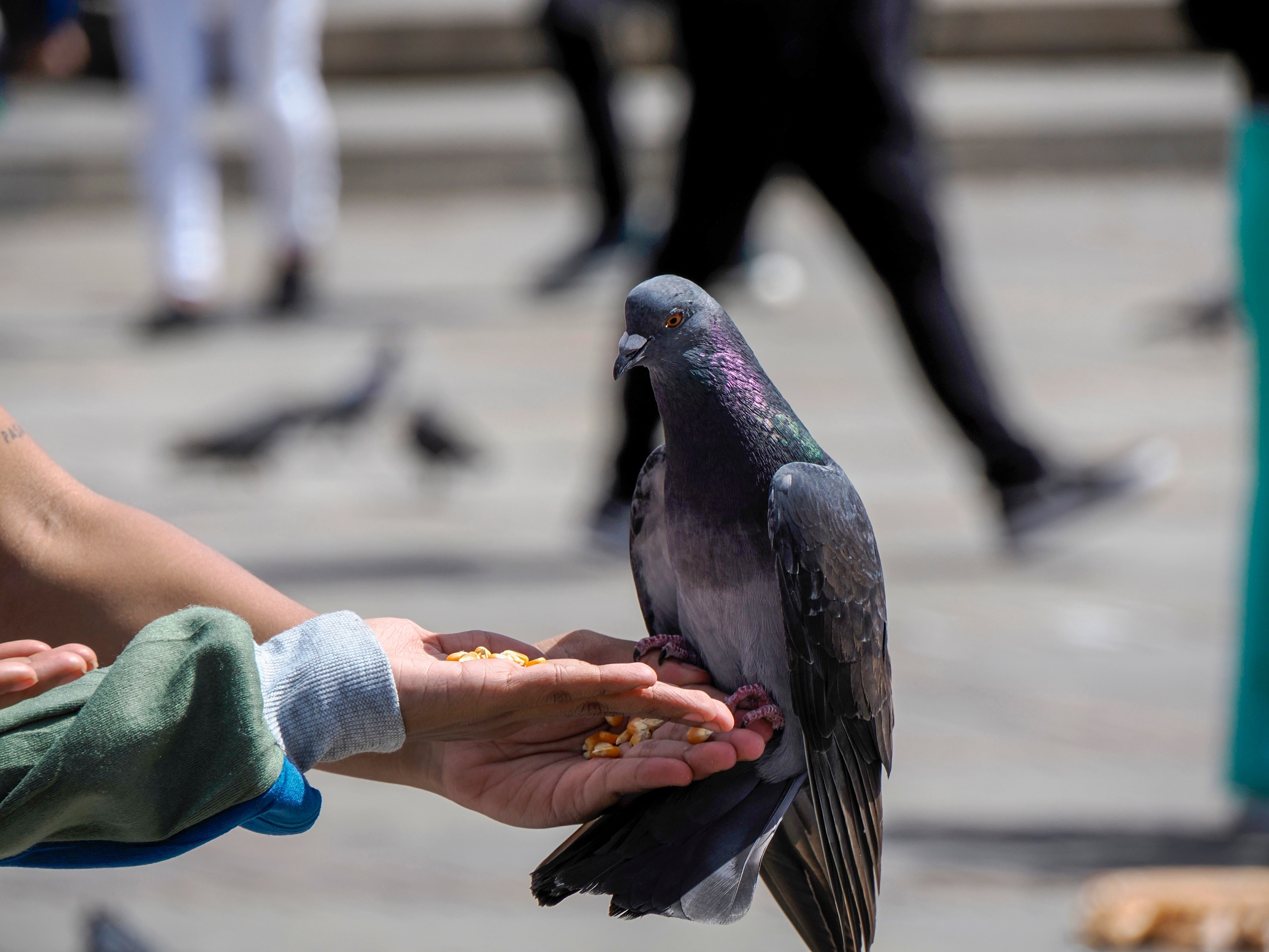 Orașul din România unde primești amendă dacă hrănești porumbeii. Cât plătești dacă le arunci semințe sau resturi de mâncare