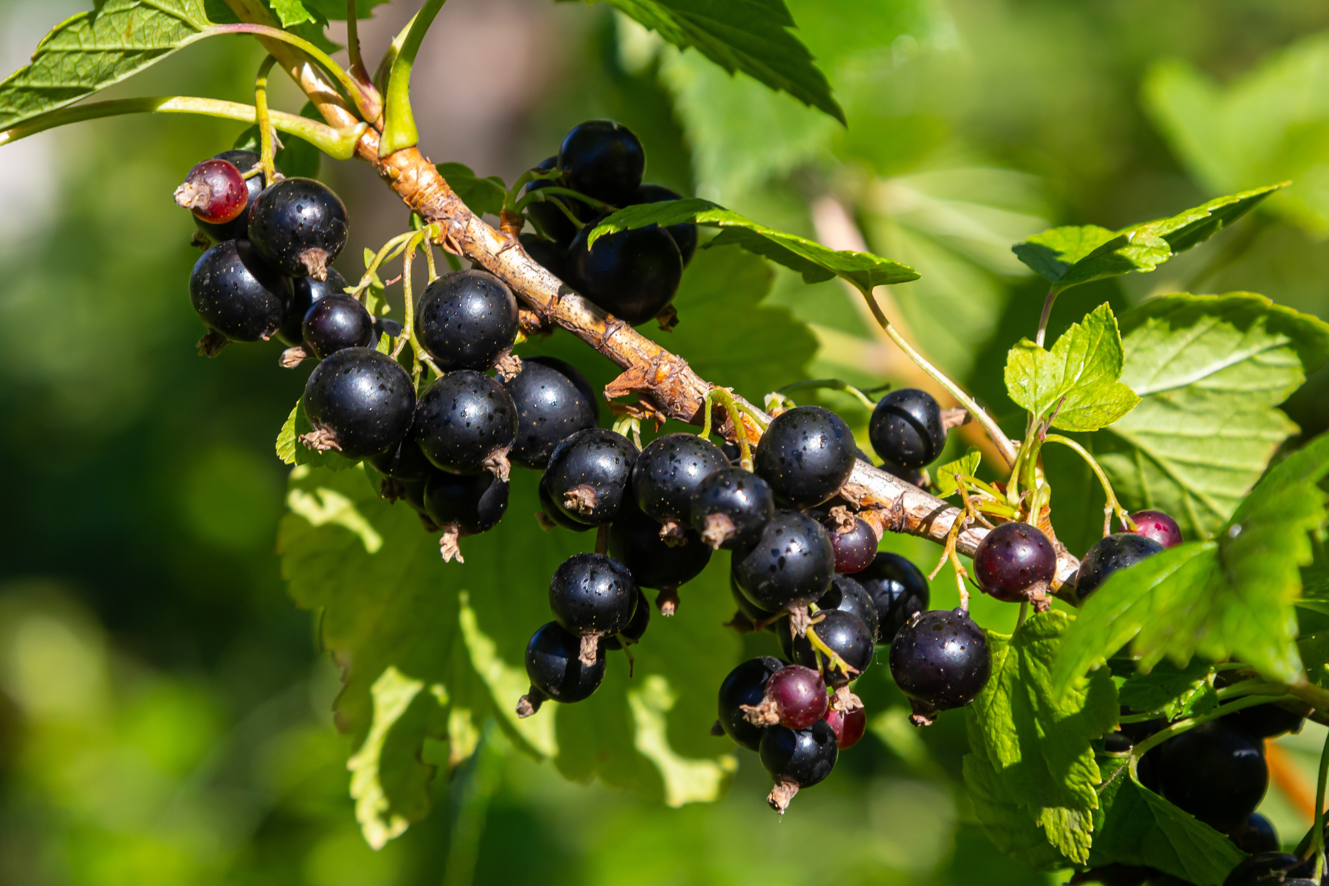 Coacăze – fructele minune cu multiple beneficii pentru sănătate. Ce sunt, cum le recunoști și ce gust au