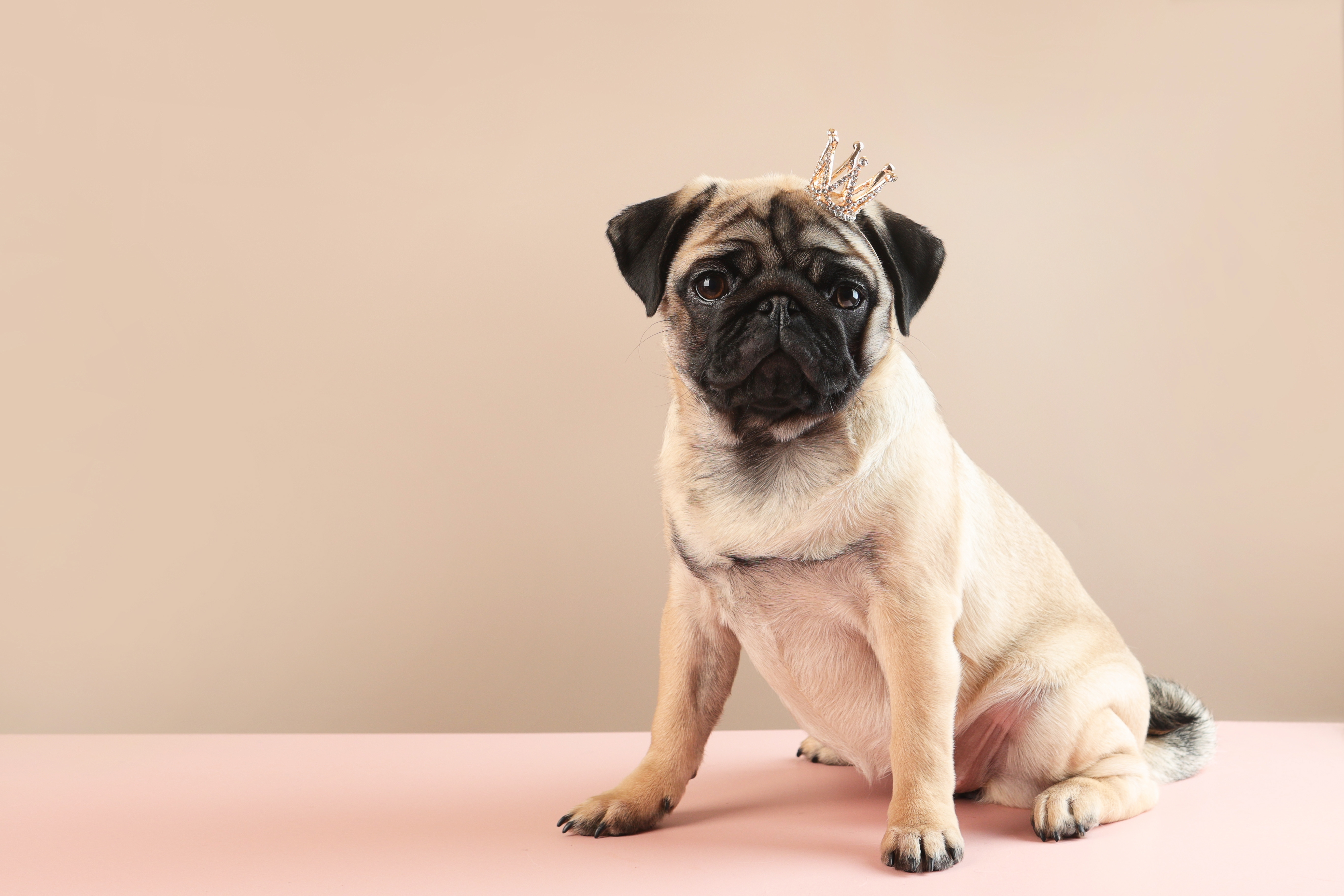 Totul despre rasa Mops. Ce nevoi au câinii Pug și cum se dresează