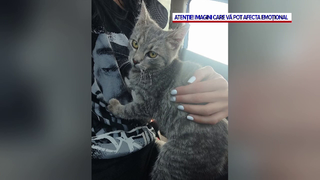 Momentul în care un șofer salvează o pisică pe cale să fie călcată de mașini, pe o șosea intens circulată