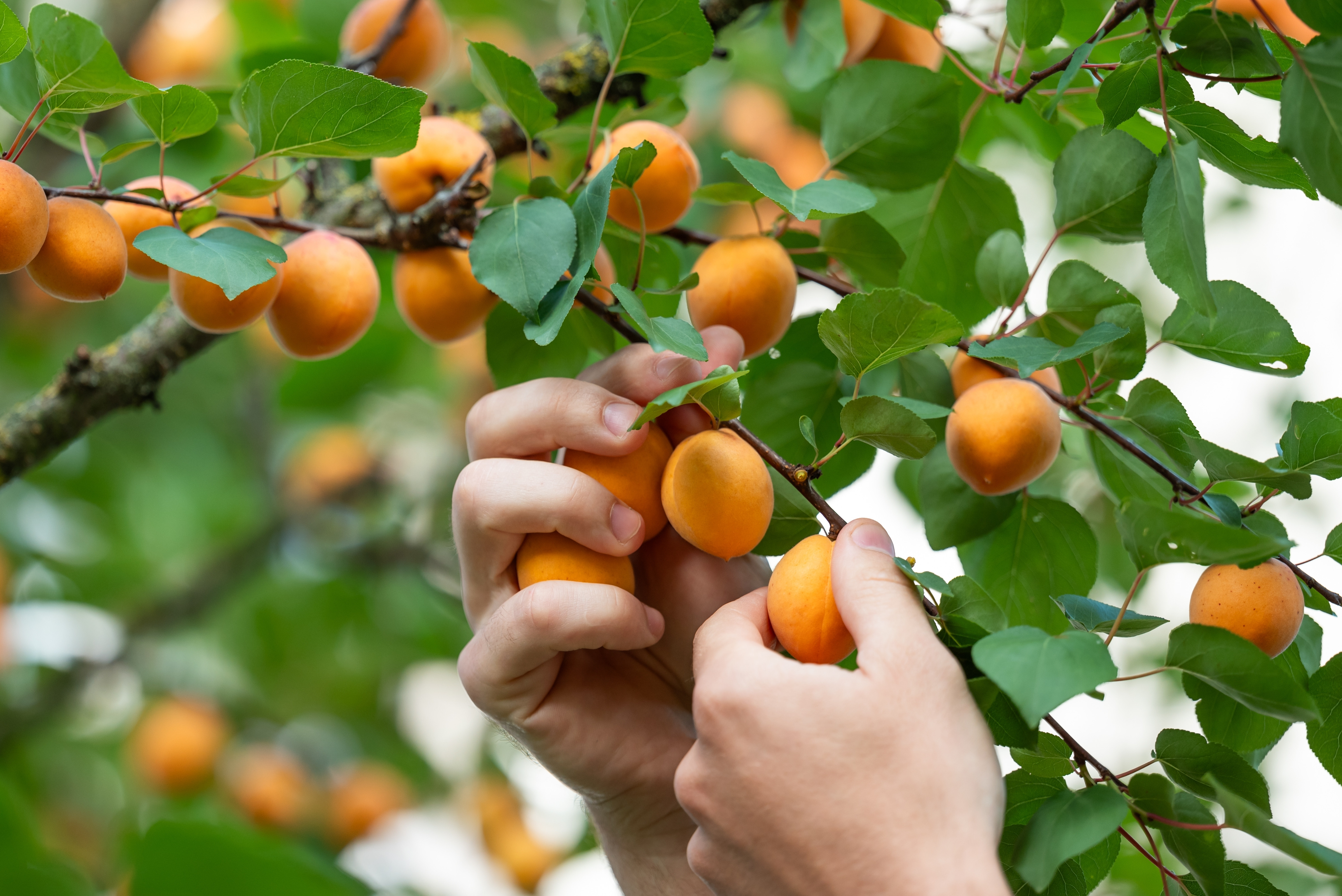 Caisele: beneficii pentru sănătate, contraindicații și valori nutriționale. De ce sunt considerate un superaliment