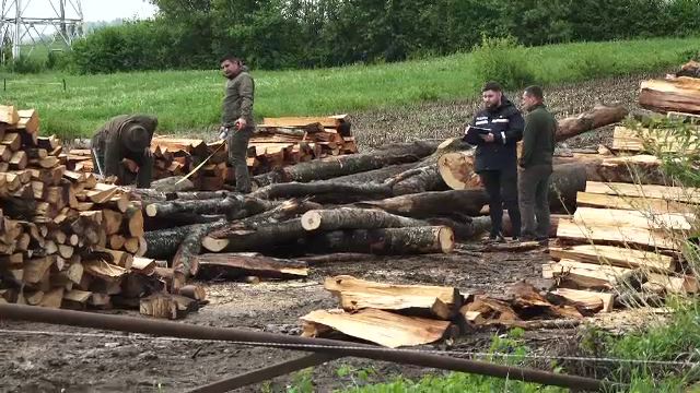 Percheziții la mafia lemnului în Mureș. 15 persoane audiate și patru reținute după descinderi masive