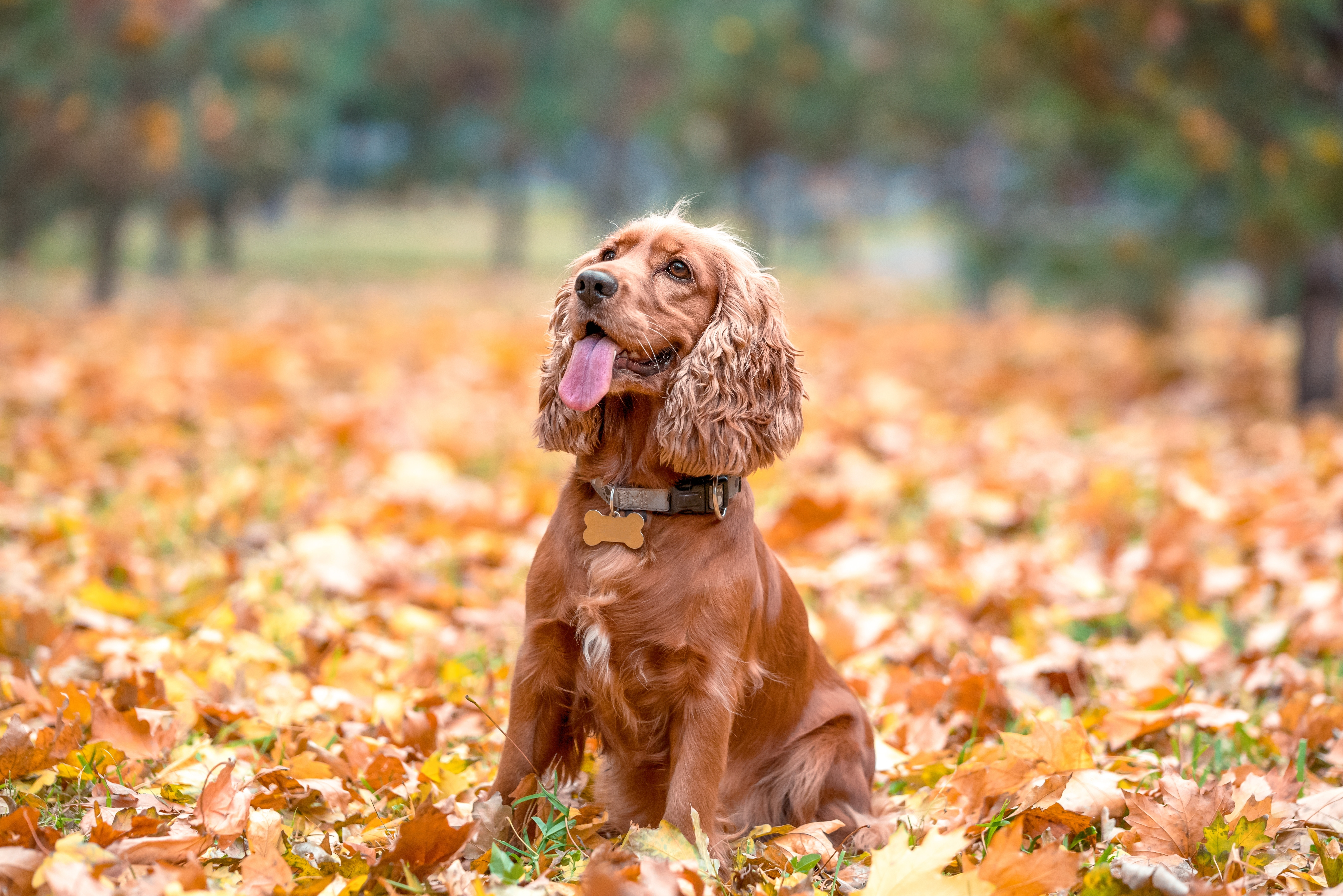 Cocker Spaniel