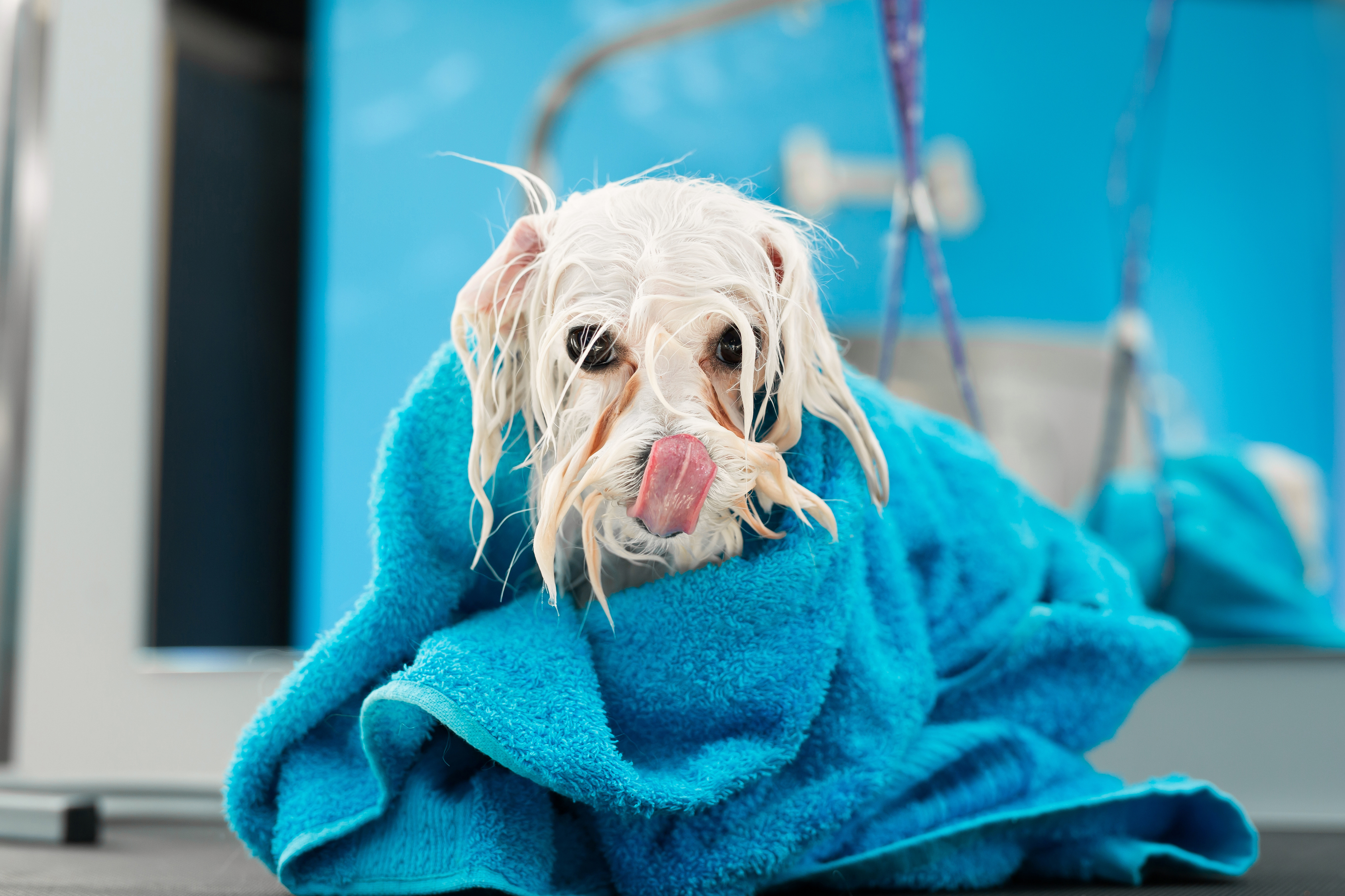 Bichon Bolognese - nevoile acestei rase, îngrijire și dresaj. Tot ce trebuie să știi dacă vrei să crești un exemplar