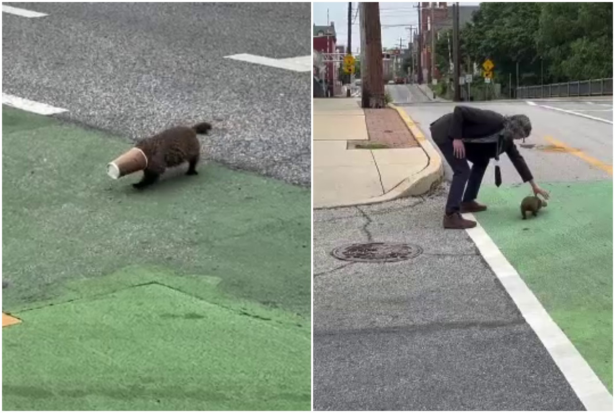 Marmotă blocată cu capul într-un pahar de cafea, salvată de directorul unei școli din SUA. Imaginile au ajuns virale