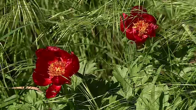 Bujorii sălbatici din Dolj sunt afectați de vremea capricioasă. Sunt cu 25% mai puține flori față de anii trecuți