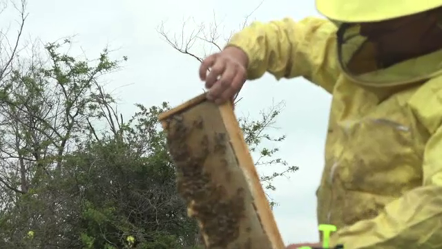Anul acesta nu vom avea aproape deloc miere românească de salcâm. ”N-o să producem nici măcar o linguriță”