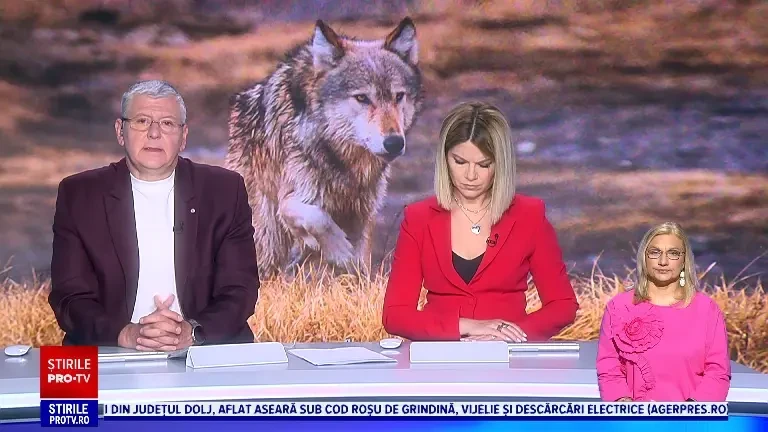 Parlamentul European schimbă statutul de protecție al lupilor și îi trimite mai aproape de vizorul puștilor de vânătoare