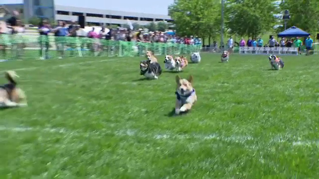 Competiție inedită cu corgi. Patrupezii au alergat pentru o cauză nobilă